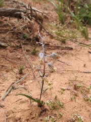 Lachenalia hirta