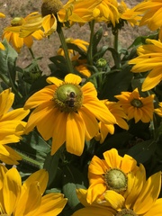Eristalis tenax