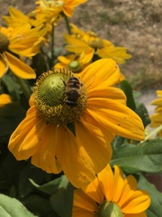 Eristalis tenax