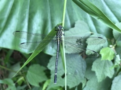 Leptogomphus sauteri formosanus