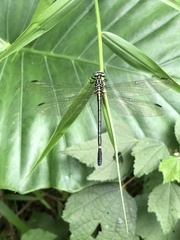 Leptogomphus sauteri formosanus