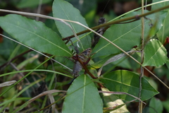 Sepiana sepium