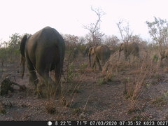 Loxodonta