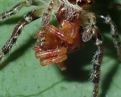 Arkyidae