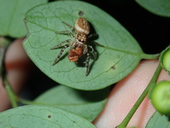 Arkyidae