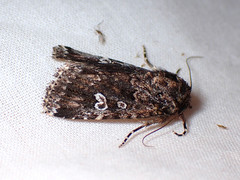 Ectopatria