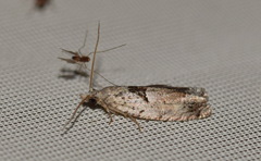 Epinotia ramella