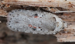 Agonopterix ocellana