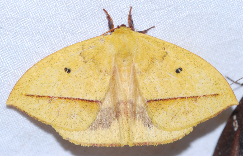 Ancistrota plagia