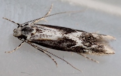 Blastodacna