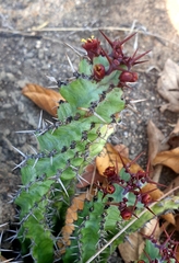 Euphorbia vandermerwei