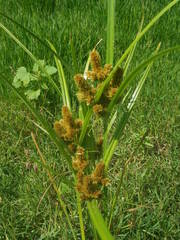 Cyperus glomeratus