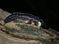 Perga dorsalis