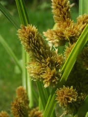 Cyperus glomeratus