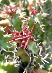 Euphorbia vandermerwei