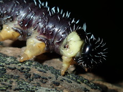 Perga dorsalis