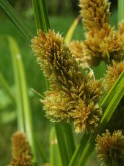 Cyperus glomeratus
