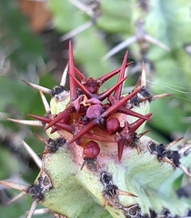 Euphorbia vandermerwei