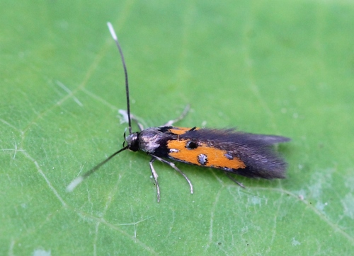 Chrysoclista linneella
