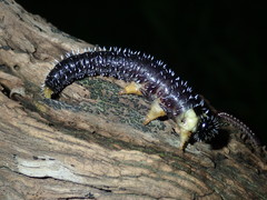 Perga dorsalis