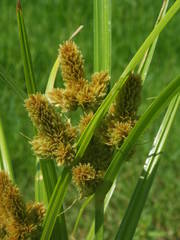 Cyperus glomeratus