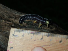 Perga dorsalis