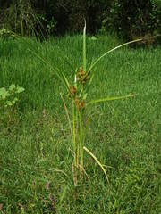 Cyperus glomeratus