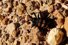 Ceroplesis capensis