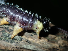 Perga dorsalis