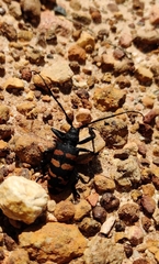 Ceroplesis capensis