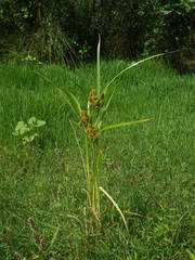 Cyperus glomeratus
