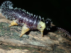 Perga dorsalis