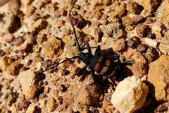 Ceroplesis capensis