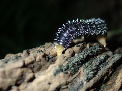 Perga dorsalis