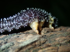 Perga dorsalis