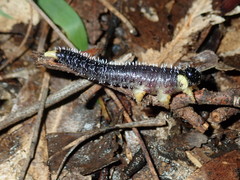 Perga dorsalis