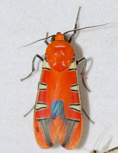 Gorgonidia garleppi
