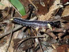 Perga dorsalis
