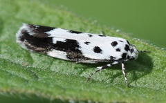 Ethmia quadrillella