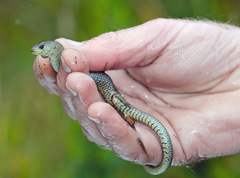 Cyclodomorphus michaeli