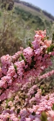 Erica paniculata