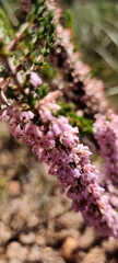 Erica paniculata