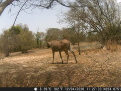 Hippotragus equinus koba