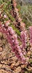 Erica paniculata