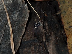 Saitis virgatus