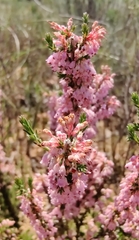 Erica paniculata