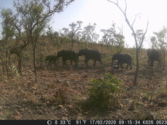 Loxodonta