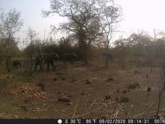 Loxodonta