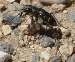 Cicindela limbalis