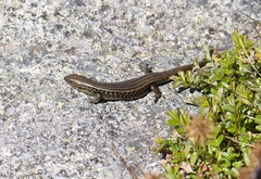 Eulamprus kosciuskoi